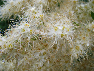 Картинка цветы цветущие деревья кустарники