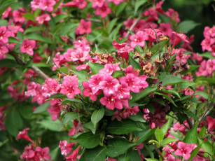 Картинка цветы цветущие деревья кустарники