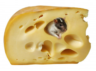 Картинка животные крысы мыши