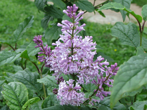 Обои картинки фото цветы, сирень