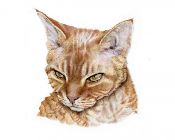 Обои картинки фото рисованные, животные