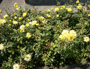 Картинка цветы розы кусты много