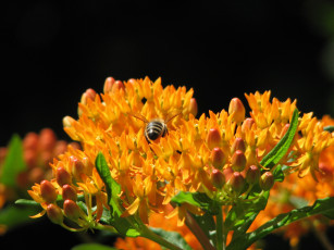 Картинка цветы каланхоэ пчела соцветие бутоны