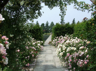 Картинка природа парк розы дорожка кусты