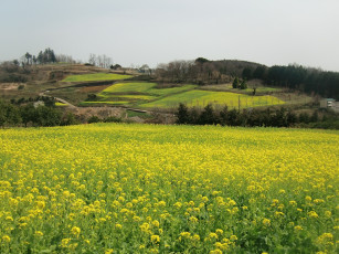 Картинка природа поля деревья поле