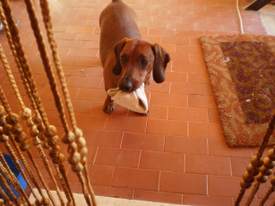 Картинка животные собаки такса