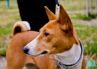 Картинка животные собаки басенджи