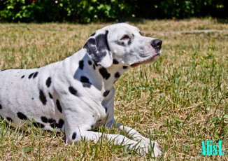 Картинка животные собаки далматин