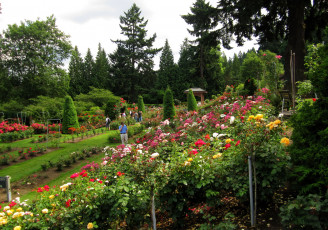 Картинка природа парк деревья клумбы цветы