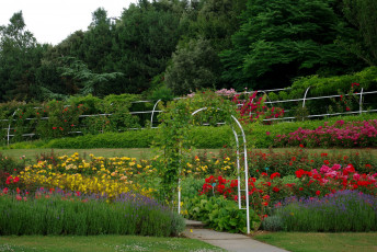 Картинка природа парк кусты деревья розы