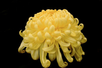 Картинка цветы хризантемы желтый