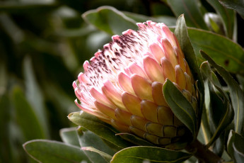 Картинка цветы протея розовый экзотика