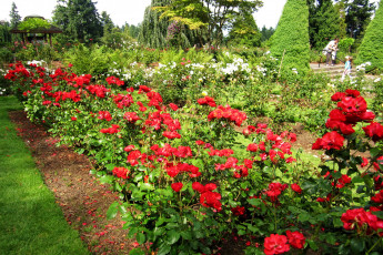 Картинка цветы розы розарий