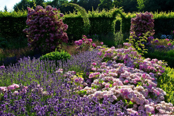 Картинка природа парк кусты цветы