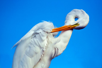 Картинка животные цапли белый шея клюв
