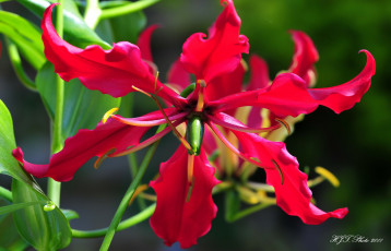 обоя цветы, глориоза, лепестки, красный