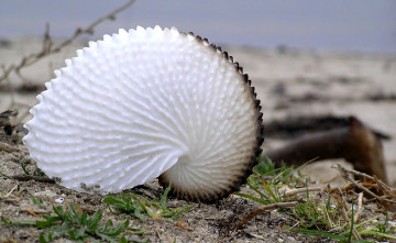 Картинка разное ракушки кораллы декоративные spa камни ракушка