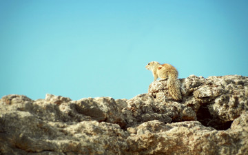 Картинка животные белки белка