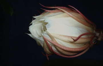 Картинка цветы кактусы бутон