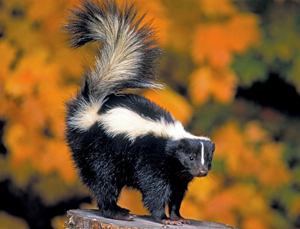 Обои картинки фото животные, скунсы, черно-белый, пушистый, хвост