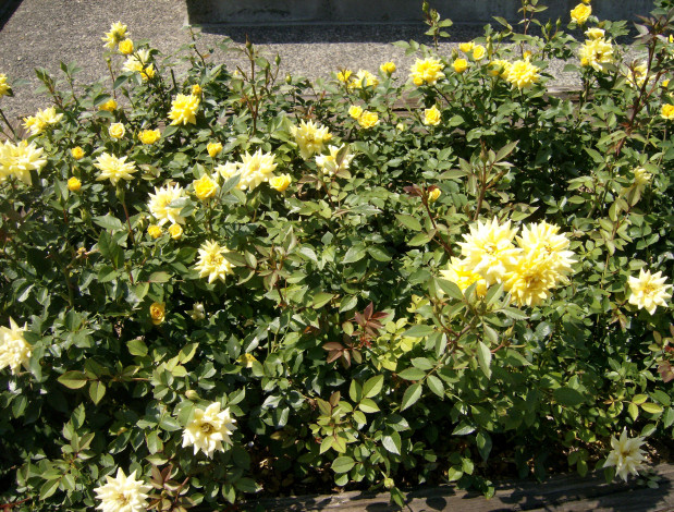 Обои картинки фото цветы, розы, кусты, много