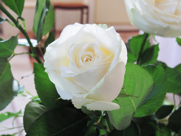 Обои картинки фото цветы, розы, белый