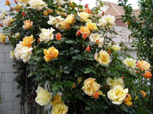 Обои картинки фото цветы, розы, куст, бутоны, много