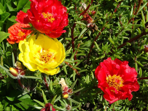 Обои картинки фото портулак, цветы, красный, желтый