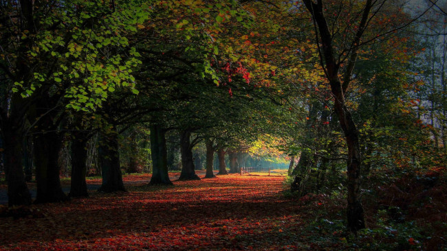 Обои картинки фото wonderland, природа, дороги, дорога, лес