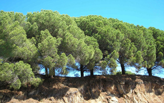 Обои картинки фото пинии, природа, деревья, обрыв