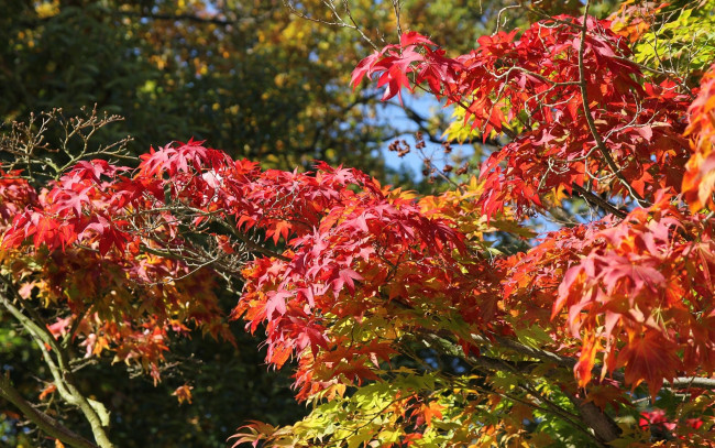 Обои картинки фото природа, листья, осень, дерево