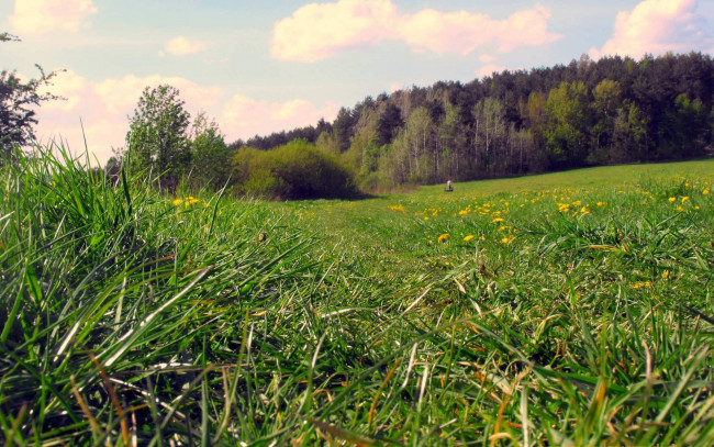 Обои картинки фото природа, луга, зелень, луг, лето