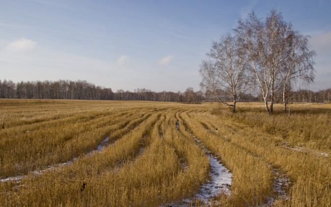 Обои картинки фото природа, поля, берёзы, поле, осень