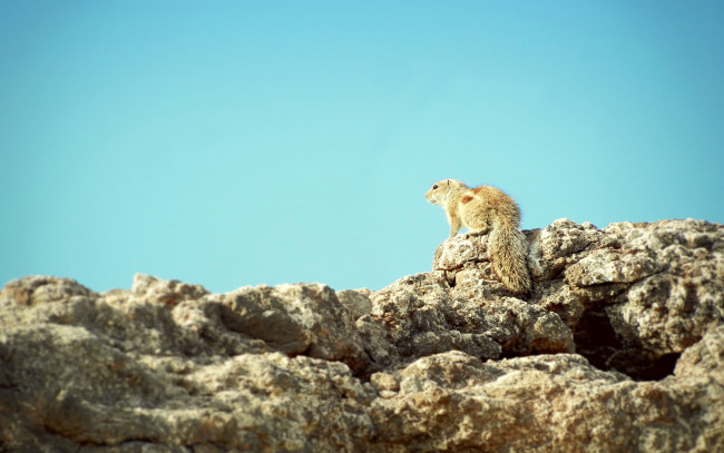 Обои картинки фото животные, белки, белка