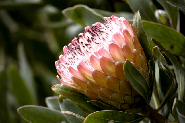 Обои картинки фото цветы, протея, розовый, экзотика