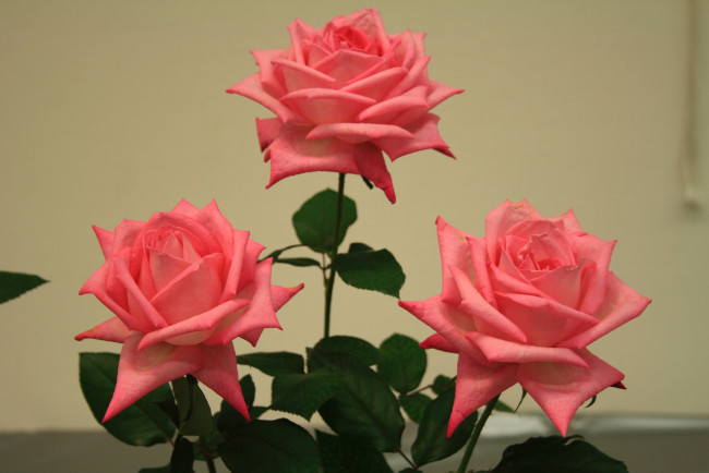 Обои картинки фото цветы, розы