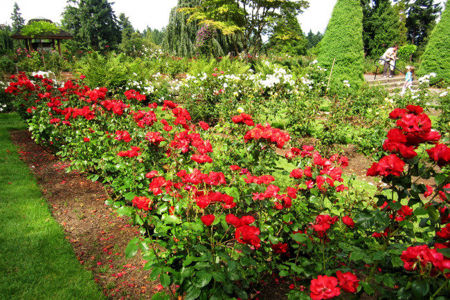 Обои картинки фото цветы, розы, розарий