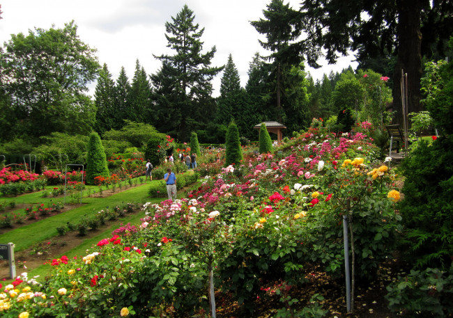 Обои картинки фото природа, парк, деревья, клумбы, цветы