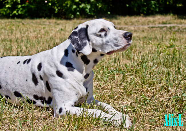 Обои картинки фото животные, собаки, далматин
