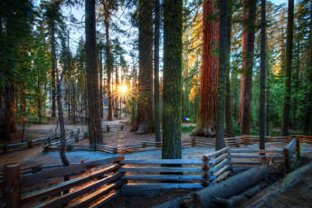 Картинка природа восходы закаты лес солнце