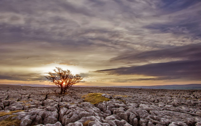 Обои картинки фото природа, деревья, камни, пустыня, солнце, дерево