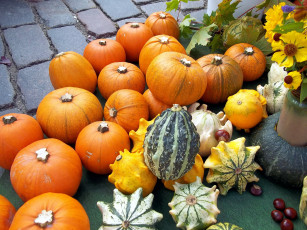 Картинка еда тыква цветы урожай каштаны