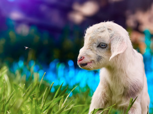 Картинка животные козы козлёнок белый