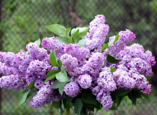 Картинка цветы сирень весна букет