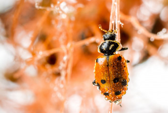Картинка животные божьи+коровки макро насекомое божья коровка цвет ярко