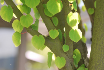 Картинка природа листья ствол дерево