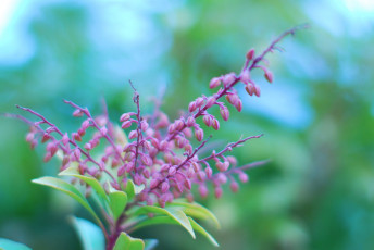 Картинка природа макро семена ветка