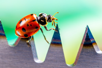 Картинка животные божьи+коровки макро насекомое божья коровка цвет ярко