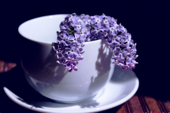 Картинка цветы сирень ветка чашка