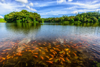 Картинка природа реки озера косяк река лес